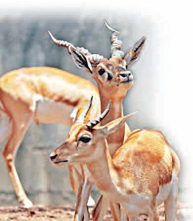 वन्यजीवों के लिए अकेलापन बन रहा मौत का कारण