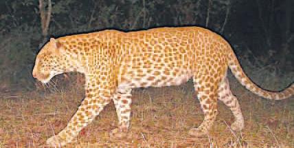 कर्नाटक में दिखा दुनिया का दुर्लभ 'चंदन तेंदुआ'