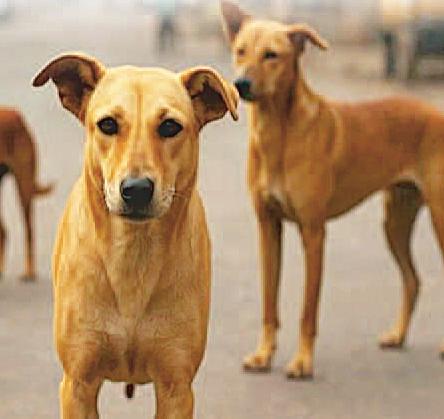 रेबीज के हर मरीज का रिकॉर्ड रखेगी सरकार