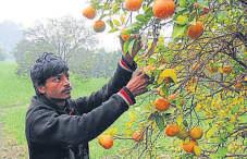 UP’s kinnow push worries Punjab’s orchardists