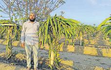 Dragon fruit takes roots in Punjab, farmers eye profits
