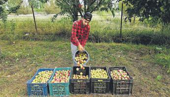 Dry spell brings sweet surprise for farmers as Valley records boost in stone fruit production