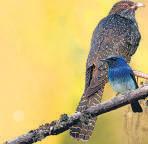 Birders, forest dept officials working on Delhi 'Bird Atlas'