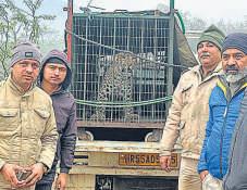 Leopard wanders into Sohna society, rescued
