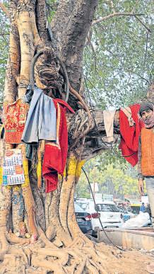 Peepal of the world