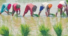 Challenges loom, but farm sector is resilient