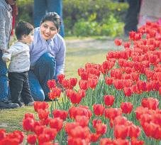 100,000 bulbs up for sale to the public as tulip festival returns to the Capital