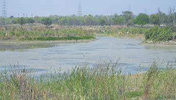 Reviving floodplains, greener Delhi: LG unveils Amrut Biodiversity Park