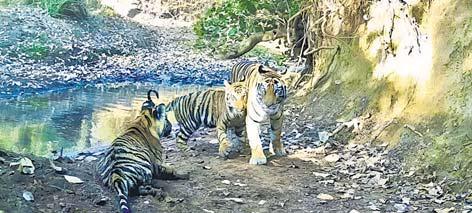 Modi hails newest addition to country's tiger reserves