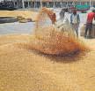 Govt's 2nd advance estimates predict record wheat output
