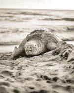 In Nicobar, ecology loses, but who gets a windfall?