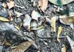 Workers find burnt pieces of notes near house of Delhi high court judge