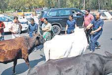 CM's convoy halts on NW Delhi flyover due to stray cattle