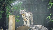 Eye on summer, Delhi zoo launches action plan to provide animals relief