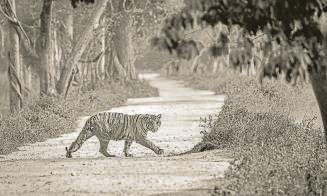 Why Tigers Are Straying Beyond the Reserve Core