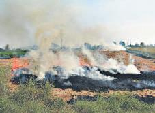 Crop shift to alleviate stubble fires: CAQM