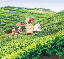 A Pestilent Green Fly Is Crimping Tea Output in Assam, Darjeeling