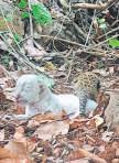 White leopard born in Ratnagiri