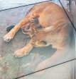 2nd Newborn Lion Cub Dies Days After Littermate's Death: Officials