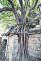 Single in the city: How a handful of Capital's trees survive the onslaught of a metropolis