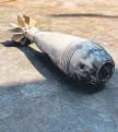 Search continues for unexploded shells