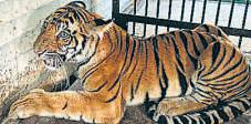 3 UP zoos shut for 1 week as tigress dies of bird flu