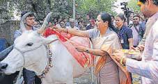 Stray cattle: MCD to expand catching fleet