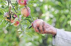 Apples and shrimp can help sweeten trade deal with US