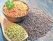 Procurement of oilseeds and pulses lagging behind cereals