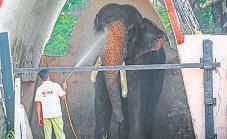 Delhi Zoo revises norms to allow 1-day adoptions