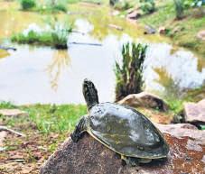 Rescued turtles find home at Asola Bhatti park; currently hosting 4 species of 250 Indian turtles