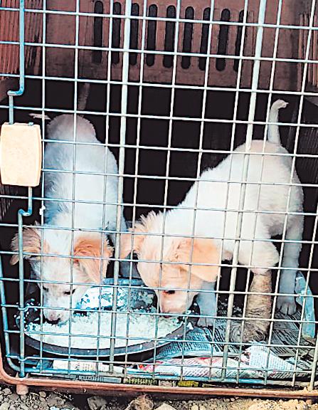 { CRACKDOWN ON STRAY DOGS } Day after SC mandate, shelters in Delhi lament lack of space, funds