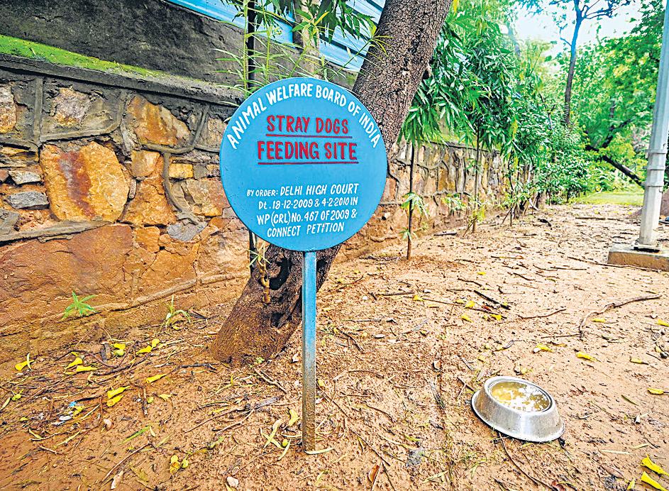 Feeding spots: Pipe dream for 16 years