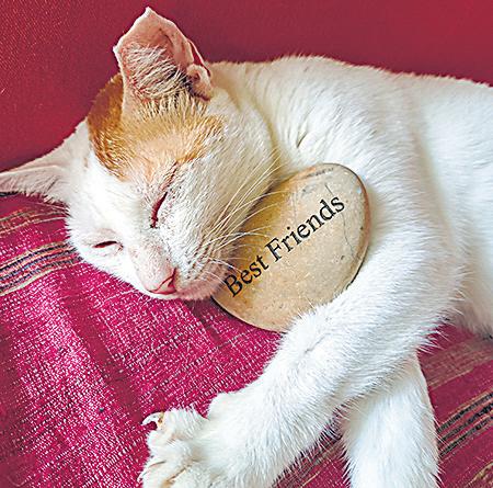 Express all your felines