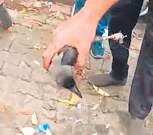 City firefighters applauded for rescuing crow tangled in a tree