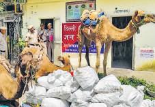 'Ship of the desert' turns illegal liquor mule; Delhi Police busts interstate smuggling racket