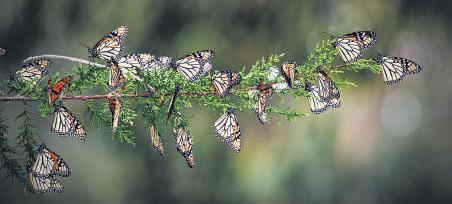 Forests lose their wings