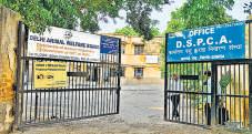 3 camels used by liquor smuggling ring housed in Delhi govt's shelter