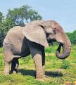 Zoo bids final adieu to lonely African jumbo