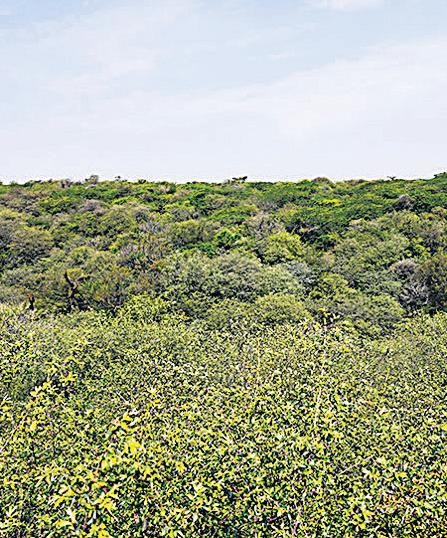 ‘Define terms for using degraded forest land’