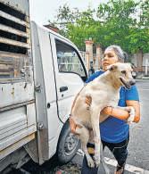 Activists slam JLN Stadium staff for not allowing return of sterilised stray dogs