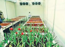 { IN LODHI GARDEN } TO BOOST SHARE OF LOCALLY PROPAGATED BULBS NDMC to expand tulip bulb chamber at nursery