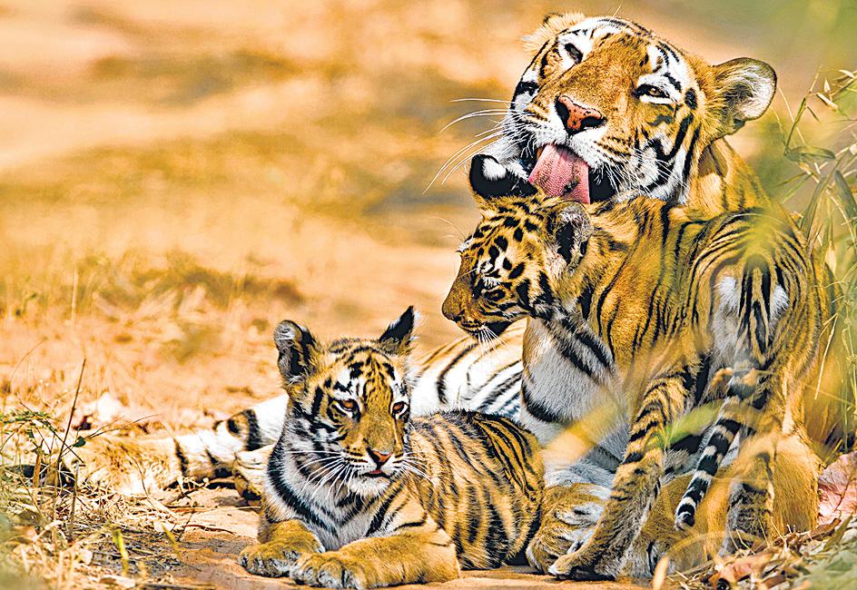 Changing stripes: How genomics can reshape wildlife conservation