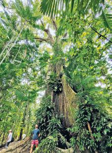 Can the loss of a rainforest be compensated?