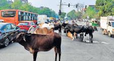 After SC’s stray cattle order, MCD report says cow shelters already overburdened