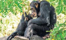 First kiss was 20 million years ago by early primates, researchers claim