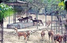 SC halts relocation from Deer Park, orders survey