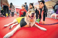 Woofs & meows: 2-day PetFed brings together more than 1k cats and dogs