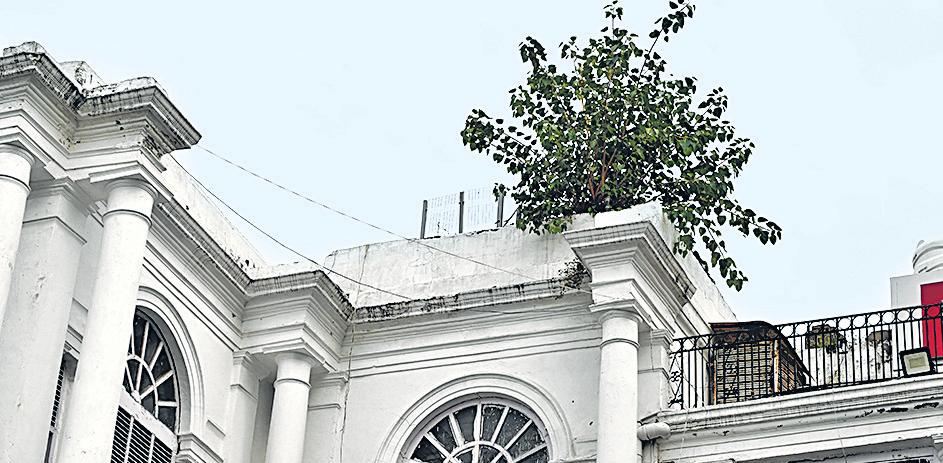 Peepal's green siege on Connaught Place: As roots crack heritage bones, traders seek help