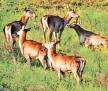 Endangered deer population rises in Valley